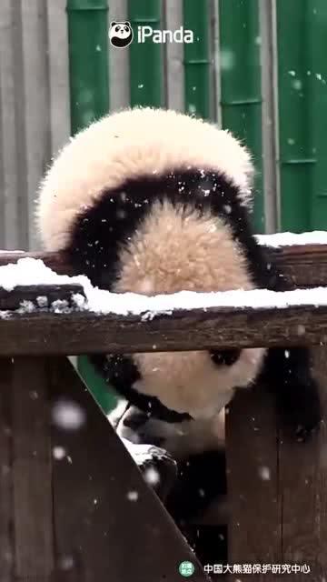 吃瓜小熊围巾,萌趣保暖两不误