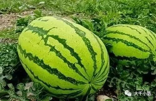 李小北吃瓜频道,揭秘娱乐圈幕后故事，带你领略明星真实一面