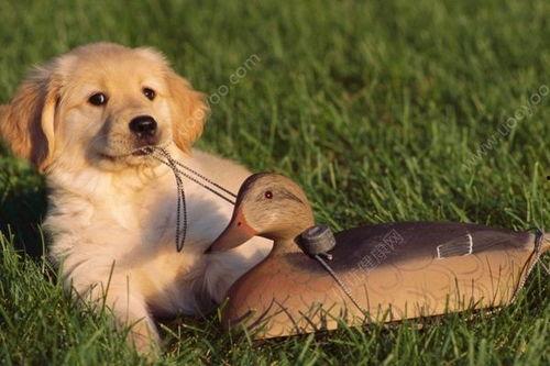 狗狗吃扶手瓜好吗,狗狗食用扶手瓜的安全性探讨