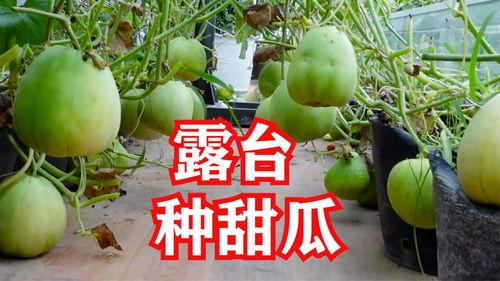 园艺圈吃瓜,揭秘那些“吃瓜”背后的故事与真相