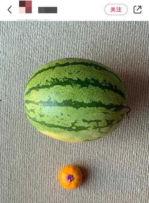 吃瓜必须吃全瓜吗,揭秘瓜果美食的完美体验