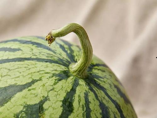 吃瓜人的作品,揭秘娱乐圈背后的秘密与真相