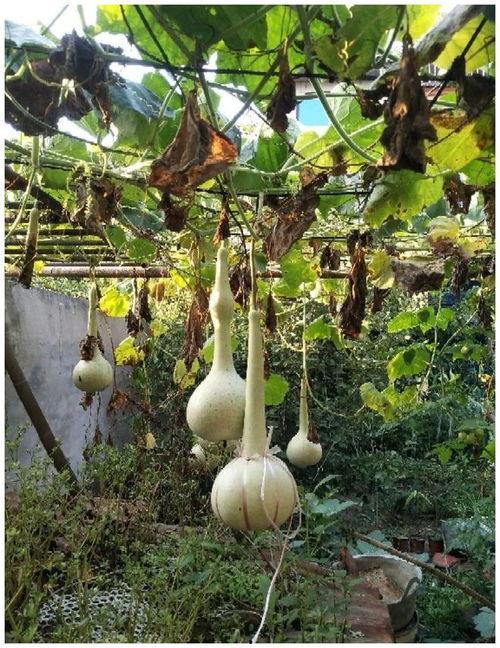 边砍边吃的瓜,瓜香四溢的夏日之旅