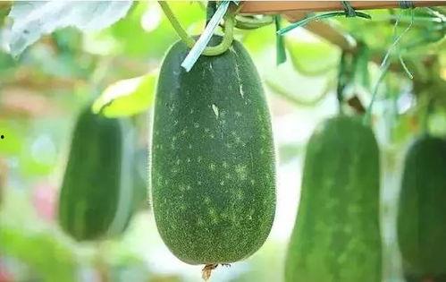 吃瓜文音频,音频内容深度解析