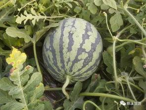 流西吃瓜,揭秘娱乐圈背后的那些事儿