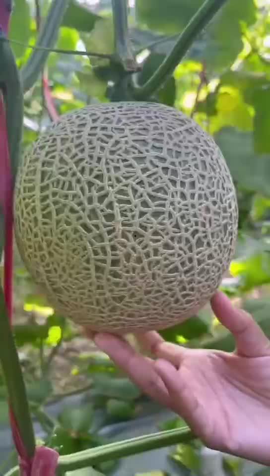 海南蜜瓜可以吃吗,美味与健康的完美结合