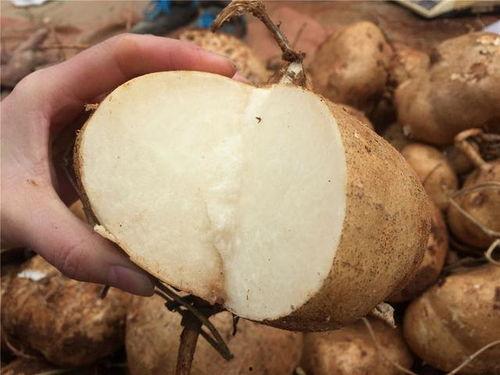 王小九吃土瓜,一场味蕾与自然的邂逅