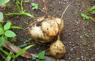 王小九吃土瓜,一场味蕾与自然的邂逅