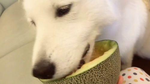 吃瓜群众爬宠,揭秘爬虫爱好者的独特生活