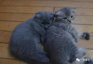 吃瓜群众爬宠,揭秘爬虫爱好者的独特生活