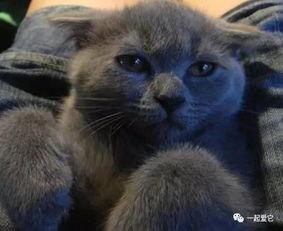 吃瓜群众爬宠,揭秘爬虫爱好者的独特生活