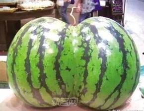 变异吃瓜,探索基因变异与人类生活的紧密联系