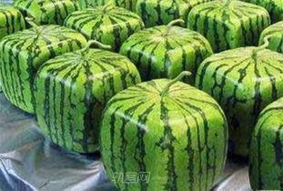 变异吃瓜,探索基因变异与人类生活的紧密联系