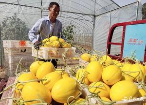 沁阳吃瓜,探寻当地特色美食的甜蜜奥秘