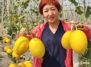 沁阳吃瓜,探寻当地特色美食的甜蜜奥秘