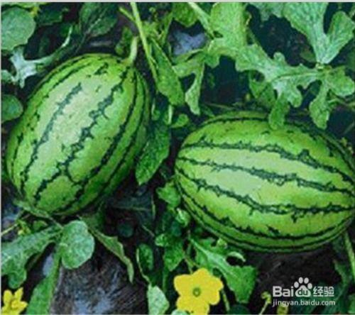 吃瓜怎样的,揭秘“吃瓜群众”背后的娱乐现象与社会心态