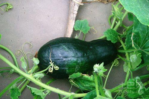 王瓜怎么切成功吃,轻松解锁美味新境界