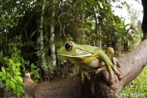 资深吃瓜可爱蛙
