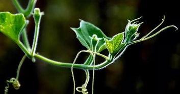 肇庆吃新瓜,品味新瓜，畅享清凉时光