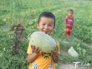 吃瓜群众种瓜苗,体验田园生活的乐趣与挑战