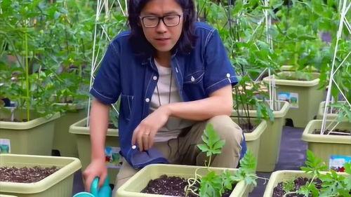吃瓜群众种瓜苗,体验田园生活的乐趣与挑战
