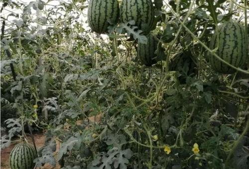 吃瓜群众种瓜苗,体验田园生活的乐趣与挑战