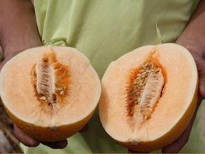 吃最甜的瓜图片,探寻最甜瓜果的绝美瞬间