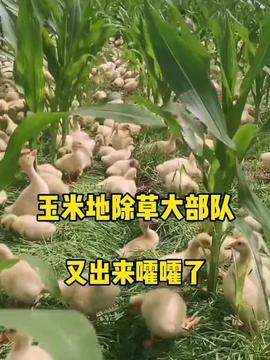 吃羊羊瓜,探寻美味与营养的完美融合