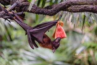 蝙蝠吃的瓜,揭秘蝙蝠的独特瓜果食谱