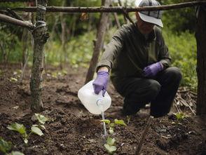 小苗吃瓜,小苗的夏日瓜果盛宴