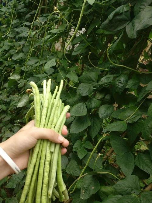 小苗吃瓜,小苗的夏日瓜果盛宴