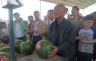 虎园吃瓜群众事件,围观者的意外遭遇与反思