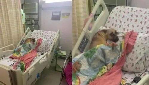 隔壁病床吃瓜,隔壁病床的“吃瓜”奇遇记