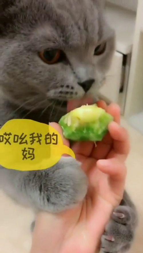 猫吃一整个瓜,萌态尽显