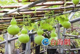 吃葫芦瓜文案短句,清爽滋味，尽在这一夏