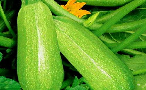 春吃茭瓜好吗,养生佳品，健康生活新选择