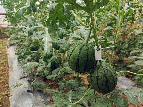 5.1吃瓜群众,揭秘娱乐圈幕后风云