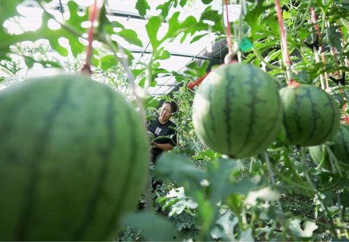 如何吃没籽的瓜,无籽瓜的多样美味吃法揭秘