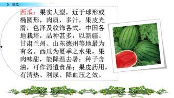 芜湖运达吃瓜ppt,一场网络狂欢背后的真相与反思