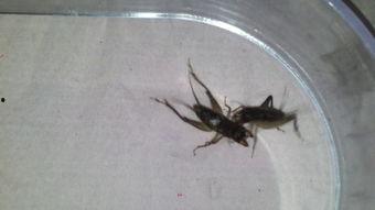 吃瓜虫子视频下载,轻松获取热门内容攻略