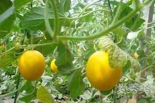 吃伊丽莎白瓜胖吗