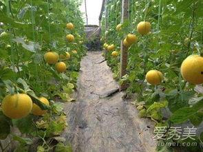 吃伊丽莎白瓜胖吗