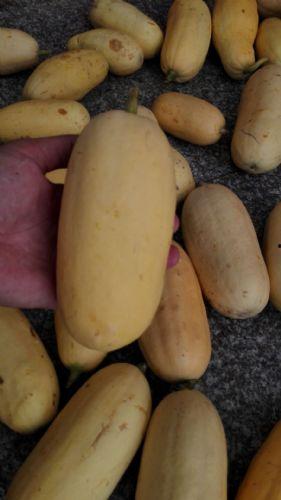 月子里可以吃角瓜杏瓜吗,角瓜杏瓜营养益处解析