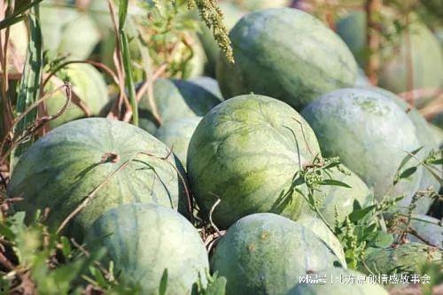 月子里可以吃角瓜杏瓜吗,角瓜杏瓜营养益处解析