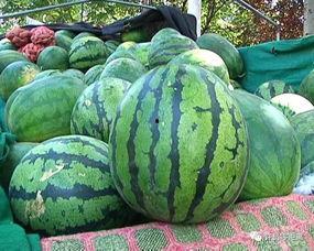 吃瓜不吃瓜看什么,揭秘娱乐圈背后的真相