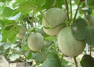 扁桃发炎吃哈密瓜,天然食疗的神奇疗效