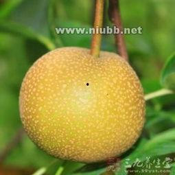 扁桃发炎吃哈密瓜,天然食疗的神奇疗效