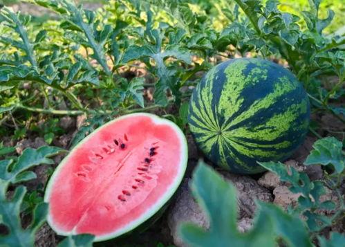 陈嘉琪吃瓜,揭秘娱乐圈幕后真相