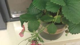 吃哈密瓜怎么吃吐了