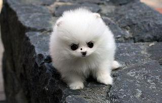 博美犬可以吃哈密瓜,揭秘哈密瓜的甜蜜诱惑